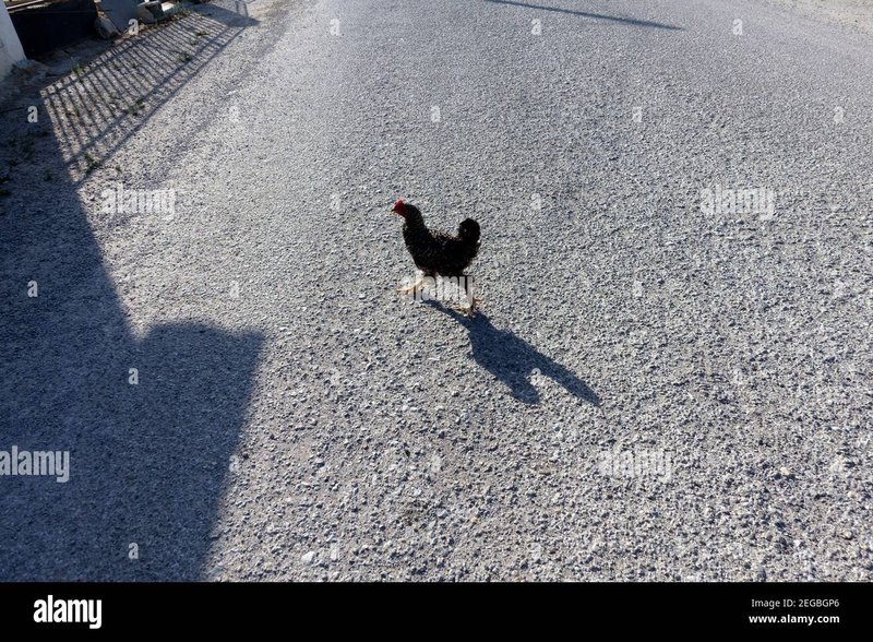 Netherlands - chicken road gokspel